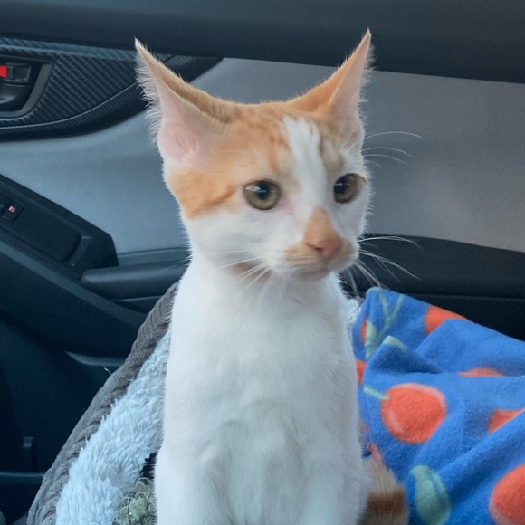 Meet your Posher, Jacob - Picture 1 of 1